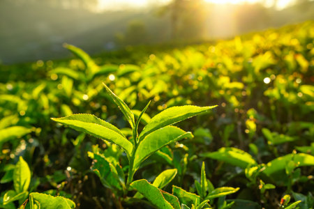 Tea plantations in Munnar, Kerala, Indiaの写真素材
