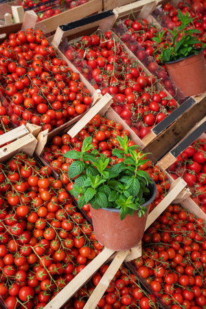 Lots of tomatoes on the farmers market in Sicily, Italyの写真素材