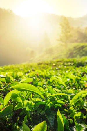 Tea plantations in Munnar, Kerala, Indiaの写真素材