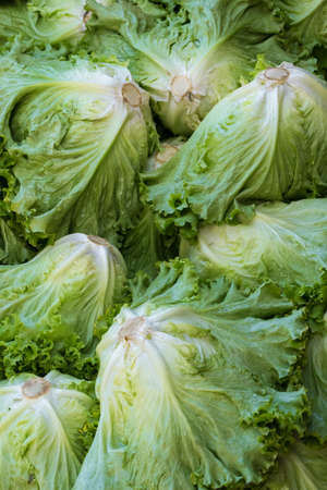 Fresh lettuce salad leaves close-up on the farmers marketの写真素材