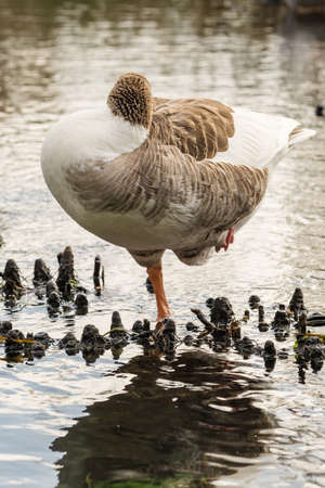 Greylag goose standing on one leg and sleepingの写真素材