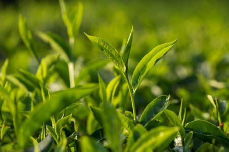 Tea plantations in Munnar, Kerala, Indiaの写真素材