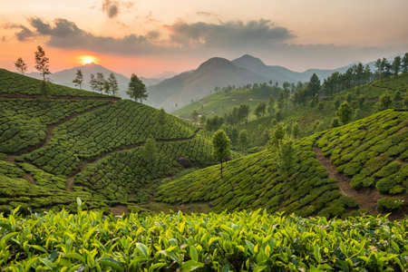 Tea plantations in Munnar, Kerala, Indiaの写真素材