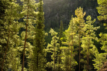 Beautiful pine forest with backlight in mountains.の写真素材