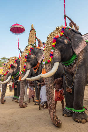 Decorated elephants at temple festival in Siva temple, Ernakulam, Kerala, India