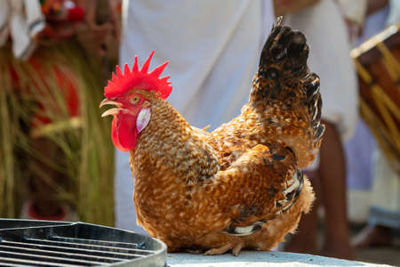 Rooster with tied legs prepared for religious sacrifice during hindu festival in Indiaの写真素材