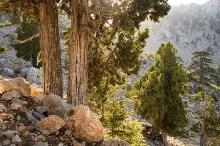 Lebanese Cedar trees at the slopes of Tahtali mountain in Turkeyの写真素材