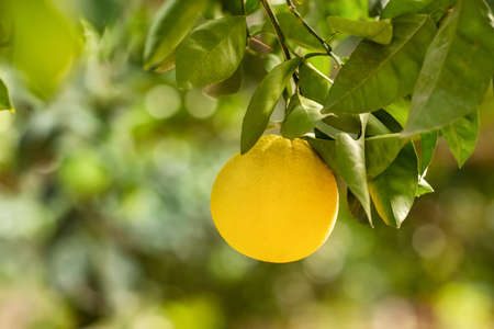 Ripe orange hanging on a tree in the fruit gardenの写真素材