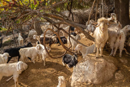 Herd of domestic goats in Turkeyの写真素材