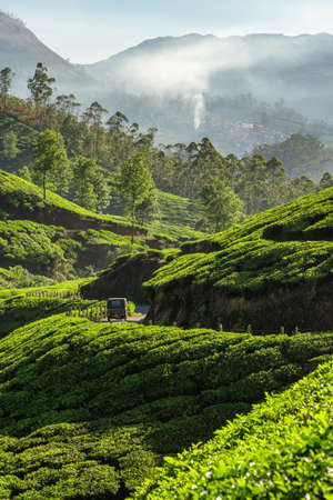 Tea plantations landscape with indian auto rickshaw driving through in Munnar, Indiaの写真素材