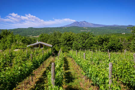 Sicilian vineyards with Etna volcano eruption at background in Sicily, Italyの写真素材