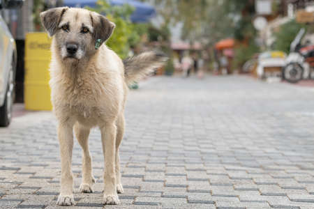 Portrait of the stray dog with an ear tag and sad eyesの写真素材