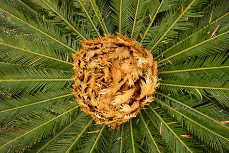 New baby leaves of a palm tree close-up