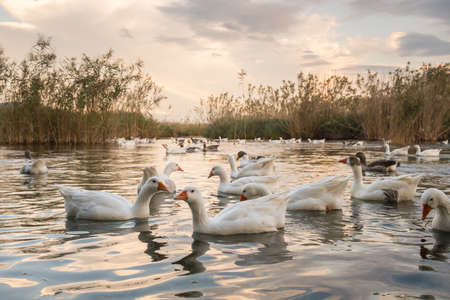 Flock of geese swimming in Azmak creek in Akyaka slow city in Turkeyの写真素材