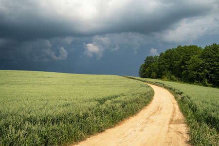 Rural landscape with a country road between wheat field and forestの写真素材