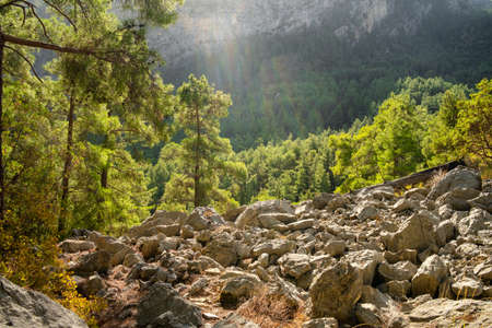 Beautiful pine forest with backlight in mountains.の写真素材