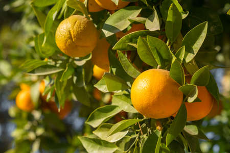 Ripe oranges hanging on a tree in the fruit gardenの写真素材