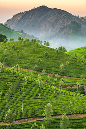 Tea plantations in Munnar, Kerala, India