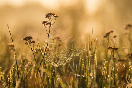 Spider web on a meadow grass early in the morning sun.の写真素材