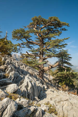 Lebanese Cedar trees at the slopes of Tahtali mountain in Turkeyの写真素材