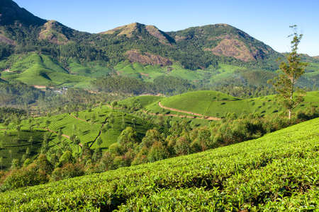Beautiful fresh green tea plantations landscape in Munnar, Kerala, Indiaの写真素材