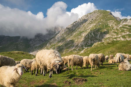 Big Herd of sheeps grazing in mountains.の写真素材