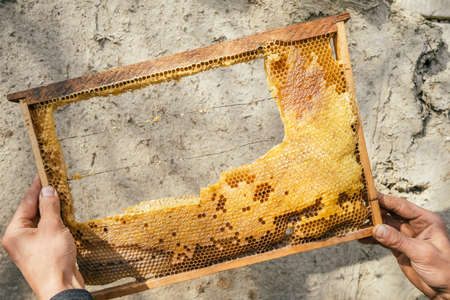 Fresh bee honey comb in beekeeper hands close-up.の写真素材