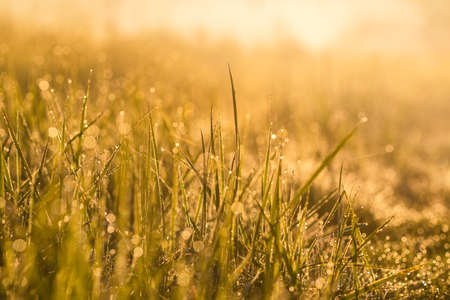 Meadow grass with dew drops in morning light close-upの写真素材