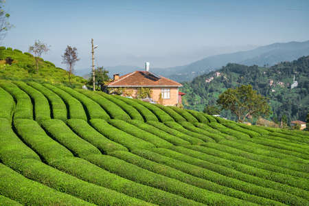 Beautiful tea garden in Black sea region, Rize, Turkey.の写真素材