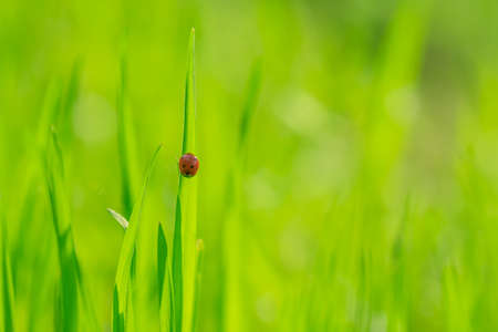 Fresh juicy young grass and a ladybug in summer spring on a nature macroの写真素材