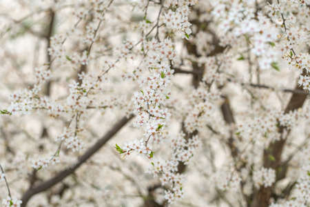 Blooming white sakura cherry blossom flowers close-up