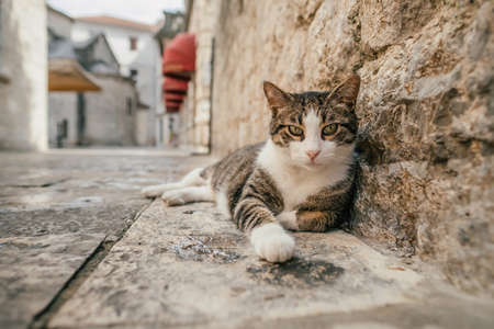 Cute stray cat relaxing on a sidewalk in the Old Town of Kotor, Montenegro