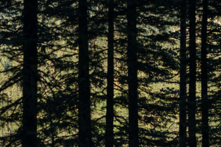 Forest lake with fir tree silhouettes in defocus