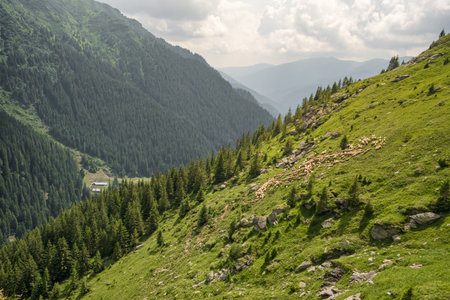 Big Herd of sheeps grazing in mountains.の写真素材