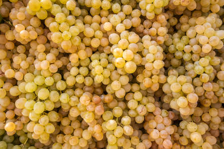 Ripe yallow grapes on the fruit market close-upの写真素材