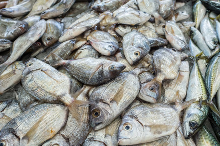 Raw fresh gilt-head bream fish on a market counter.の写真素材