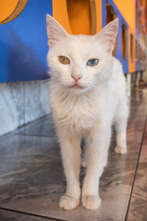 Domestic white turkish van cat with different eyesの写真素材