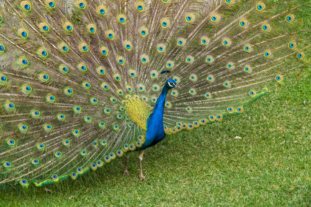 A blue peacock fanning its tail on green grassの写真素材
