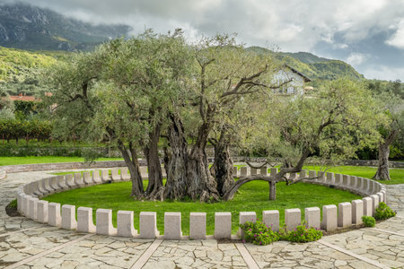Old Olive Tree, famous tourist attraction in Montenegroの写真素材
