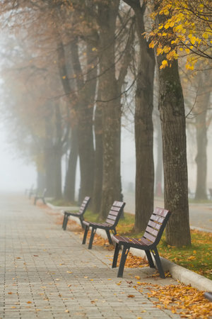 Autumn park with wooden benches in foggy morningの写真素材
