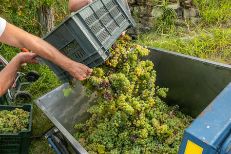 Workers unload freshly picked green Sauvignon grapes during harvest seasonの写真素材