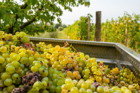 Close-up of ripe yellow Sauvignon grapes collected during the wine harvest season in European vineyards.の写真素材