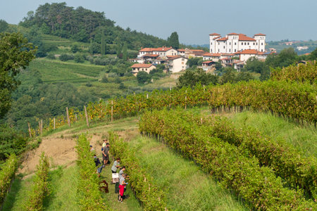 Autumn wine harvest in the Brda region of Slovenian vineyards.のeditorial素材