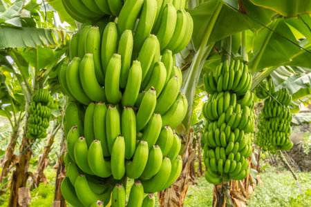 Green tropical banana fruits close-up on banana plantationの写真素材