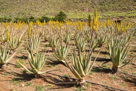 Aloe vera plantation in Gran Canaria, Canary islands, Spain.の写真素材
