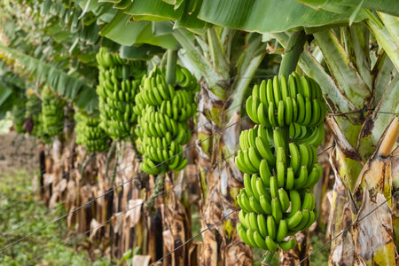 Green tropical banana fruits close-up on banana plantationの写真素材