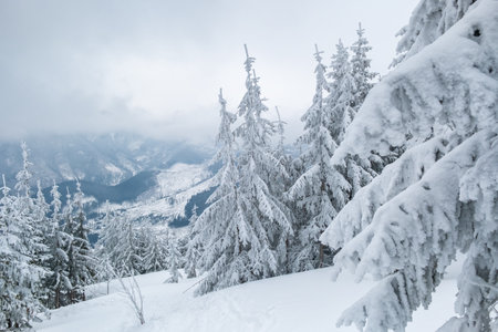 Beautiful winter landscape with snow covered treesの写真素材
