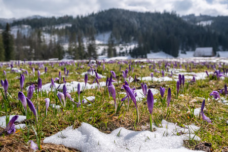 Crocus Purple spring flower growth in the snow in mountains.の写真素材