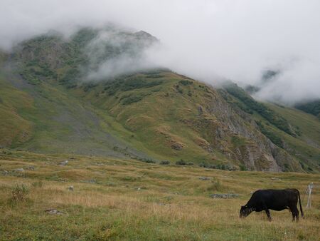 Cow in georgian mountainsの写真素材