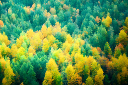 sky view of autunm forest . High quality photo ,drone view , image from sky